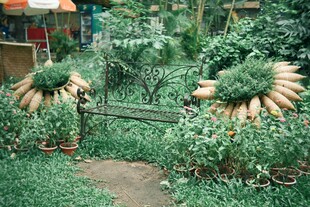 花园中的绿植与长椅景观