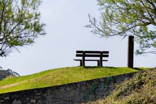 草地上的长椅与树木