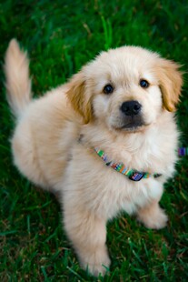 可爱金毛幼犬趴于绿草地