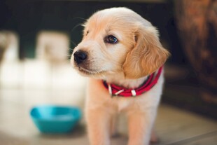 可爱小金毛犬戴红领结
