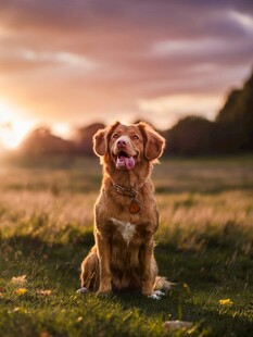 夕阳下的可爱金毛犬