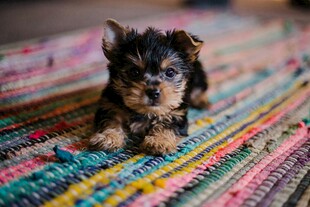 彩色地毯上的可爱小幼犬