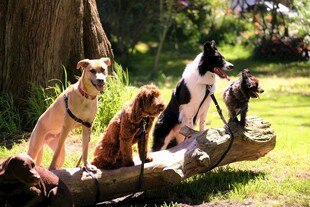 多只萌犬齐聚树干上