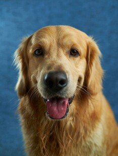 可爱金毛犬的萌趣瞬间
