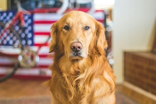 可爱金毛犬室内乖巧模样