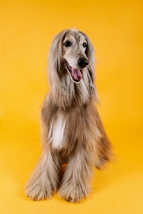 长毛猎犬坐于黄色背景前