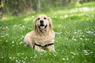 草地上的可爱金毛犬