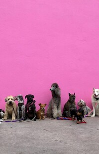 多彩萌犬排排站