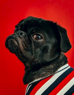 穿条纹衣的可爱黑巴哥犬