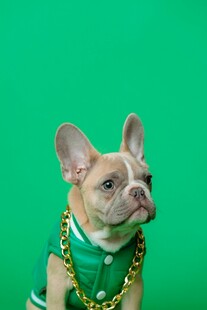 穿绿衣的可爱法国斗牛犬