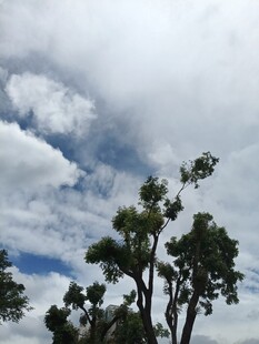 蓝天白云下的挺拔树木