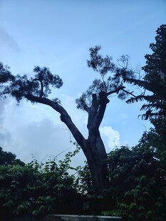 孤树挺立在葱郁林间