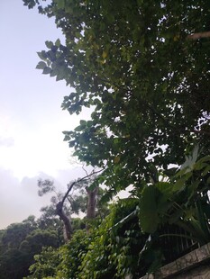 繁茂绿树与朦胧天空