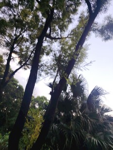 林间高耸的树木景观