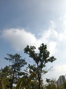 蓝天白云下的挺拔树木