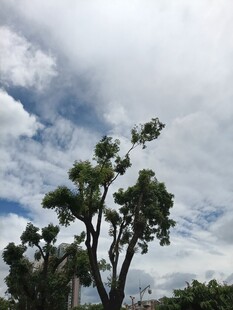蓝天白云下的挺拔绿树
