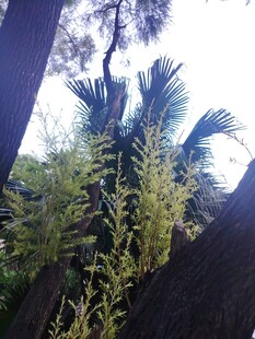 林间绿植景观