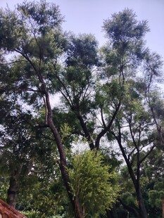 茂密树林中的葱郁树冠
