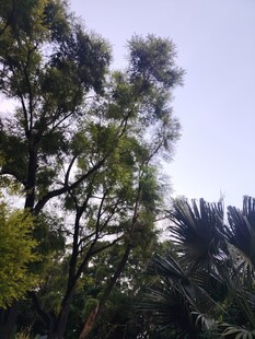 繁茂绿树