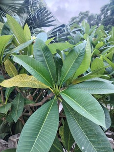 绿叶繁茂的热带植物