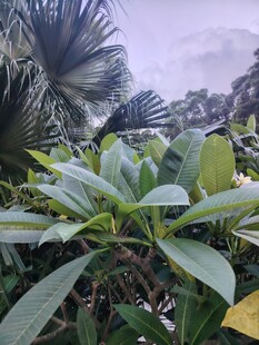 雨中葱郁绿植景观