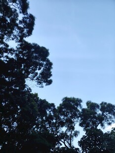 树梢上的蓝天剪影