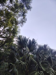繁茂绿植