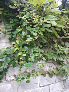 爬满绿植的砖墙