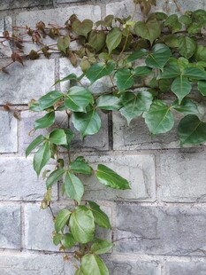 砖墙垂挂的翠绿藤蔓