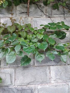 石墙上的翠绿爬藤植物