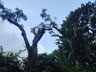 森林中的高大树木
