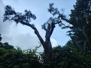 挺拔大树屹立于绿意间