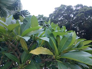 绿叶繁茂的植物景观