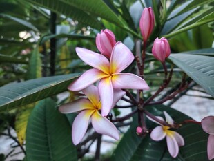 鸡蛋花