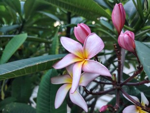 鸡蛋花