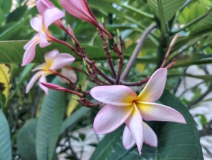 鸡蛋花