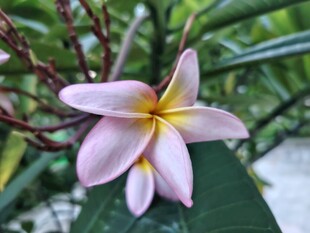 鸡蛋花