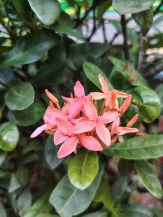 龙船花