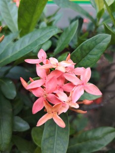 龙船花