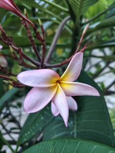 鸡蛋花