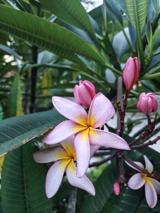 鸡蛋花