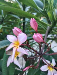 鸡蛋花