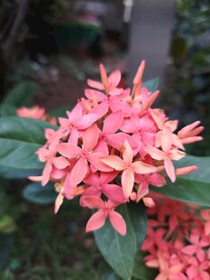 龙船花