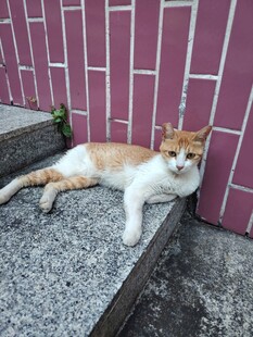 台阶上休憩的橘白猫咪