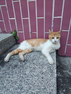 台阶上休憩的橘白猫咪