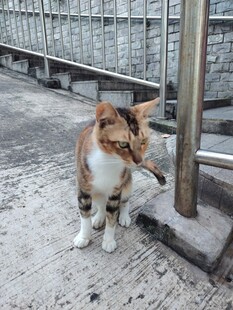 户外蹲坐的三色猫咪
