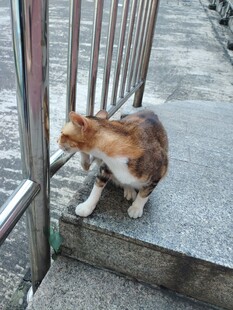 台阶上的三色小猫