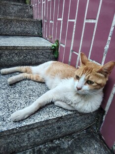台阶上悠闲躺卧的猫咪