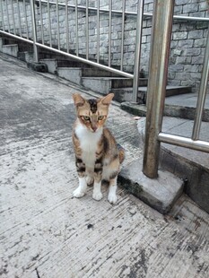 街角的可爱猫咪