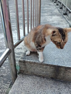 台阶上的三色猫咪